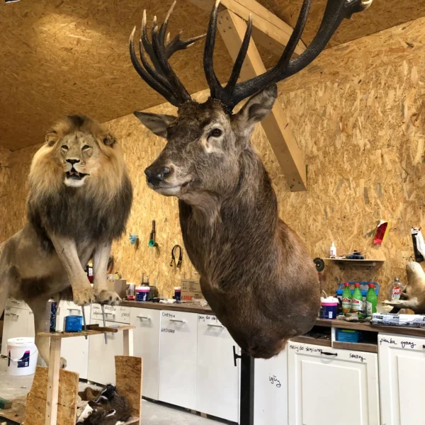 Taxidermy1 600x600