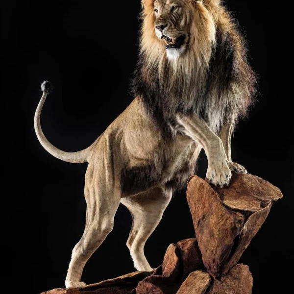 Taxidermy10 600x600