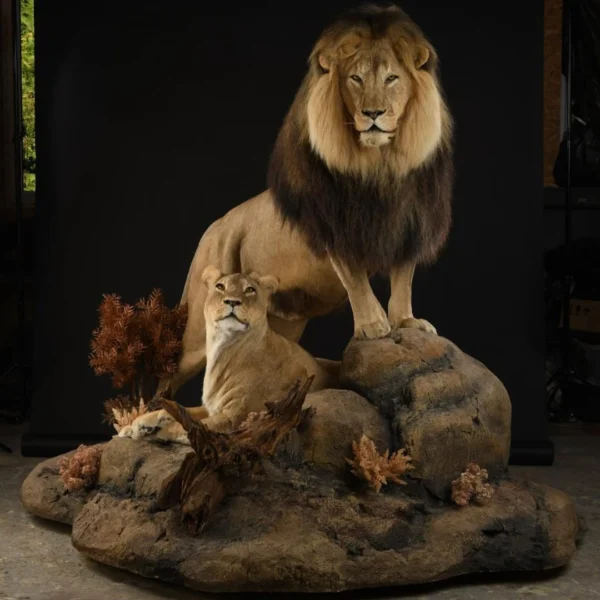Taxidermy11 600x600