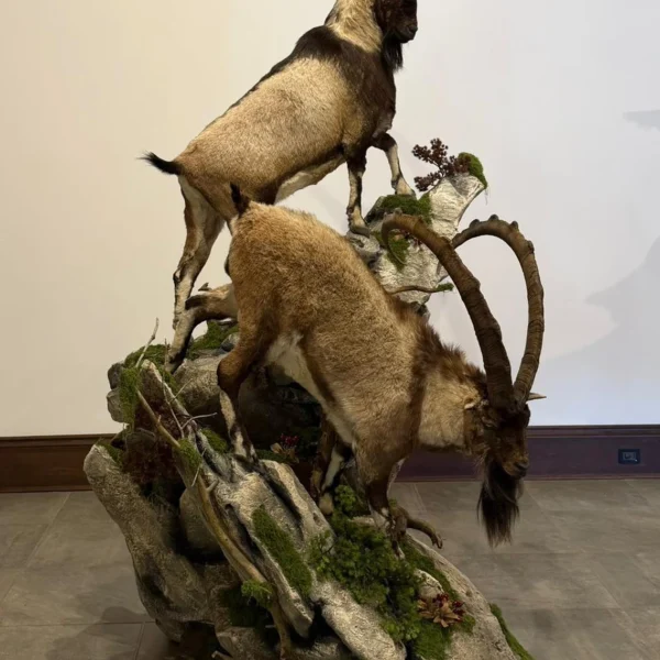 Taxidermy12 600x600
