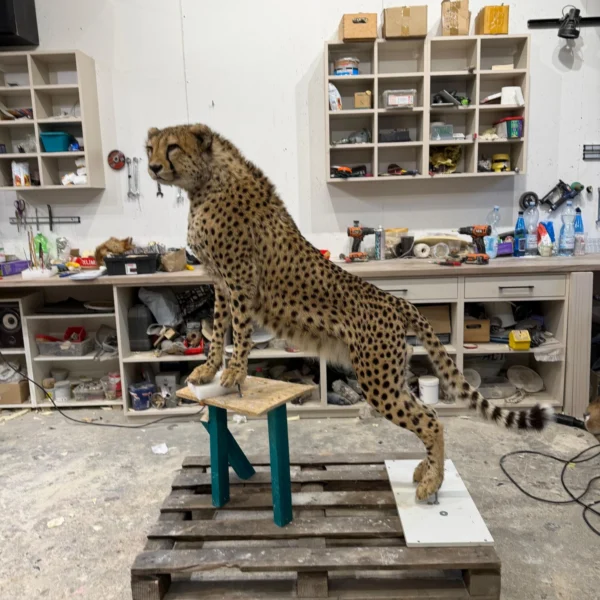 Taxidermy13 600x600