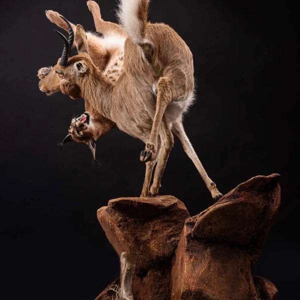 Taxidermy16 600x600