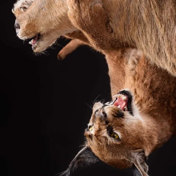 Taxidermy17 600x600