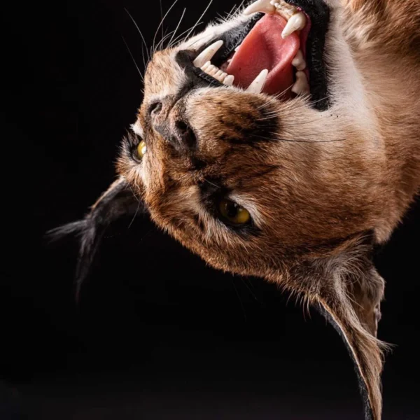 Taxidermy18 600x600