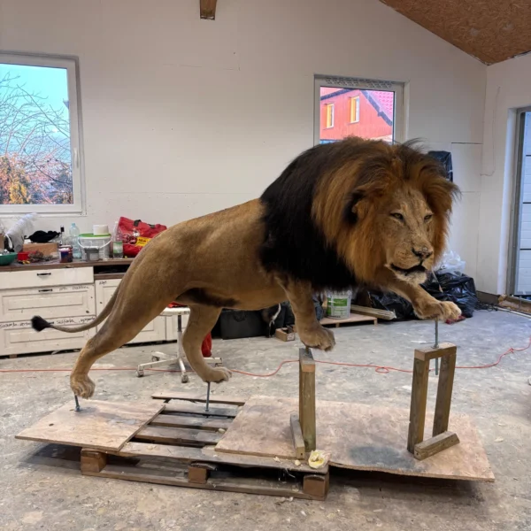 Taxidermy19 600x600