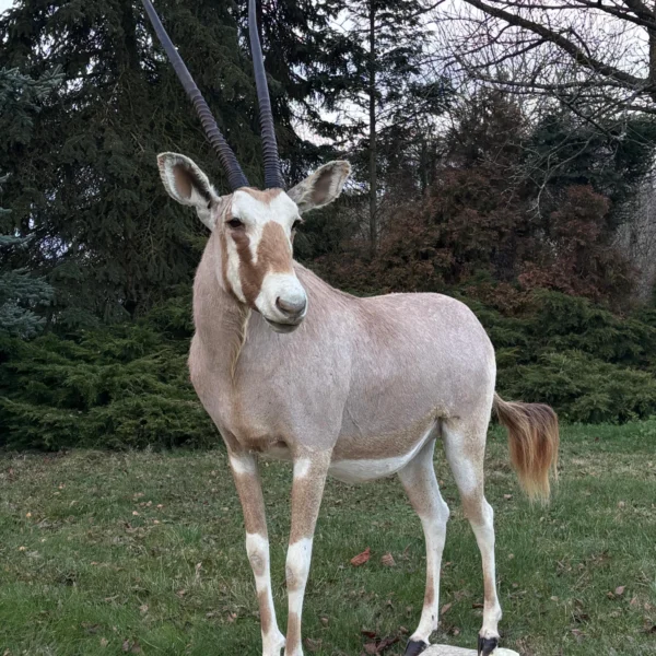 Taxidermy20 600x600