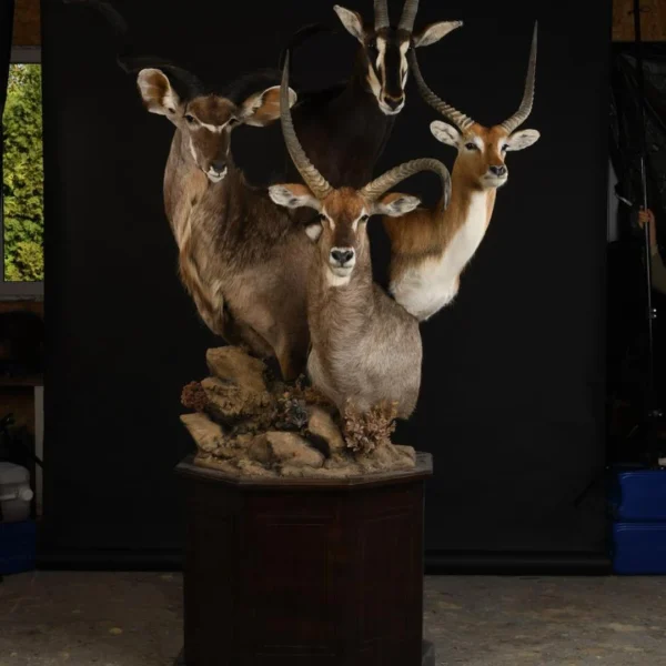 Taxidermy21 600x600