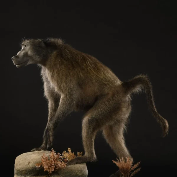 Taxidermy22 600x600