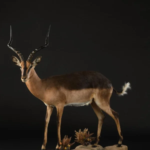 Taxidermy23 600x600