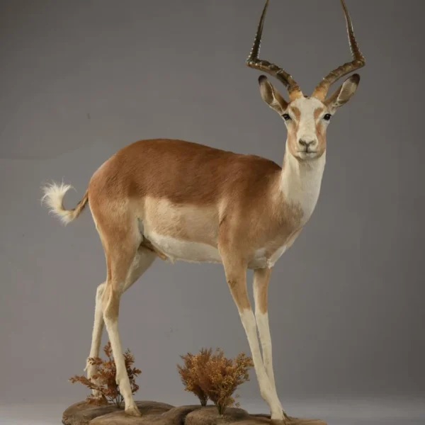 Taxidermy24 600x600