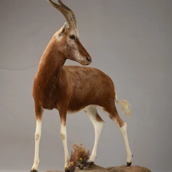 Taxidermy25 600x600