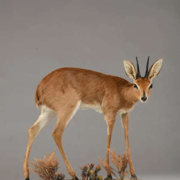 Taxidermy26 600x600