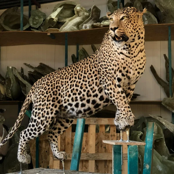 Taxidermy27 600x600