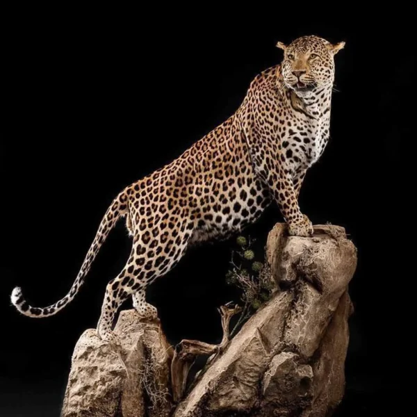 Taxidermy5 600x600