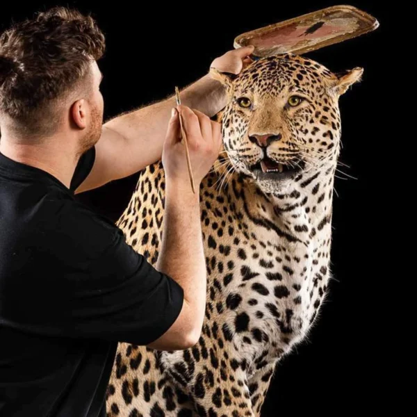 Taxidermy6 600x600