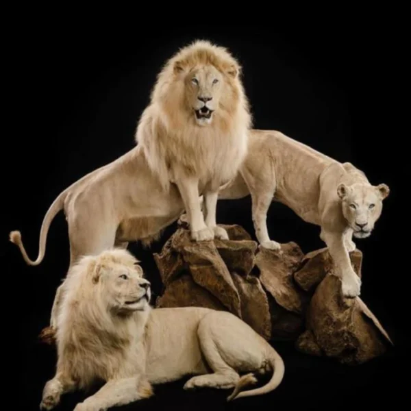 Taxidermy7 600x600
