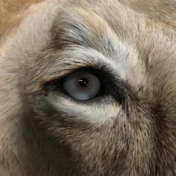 Taxidermy8 600x600